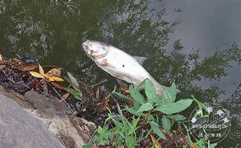 魚死掉怎麼處理|3种方法来判断鱼死没死